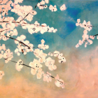 Cherry Blossoms
